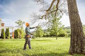 Best Tree Removal  in Frankford, DE